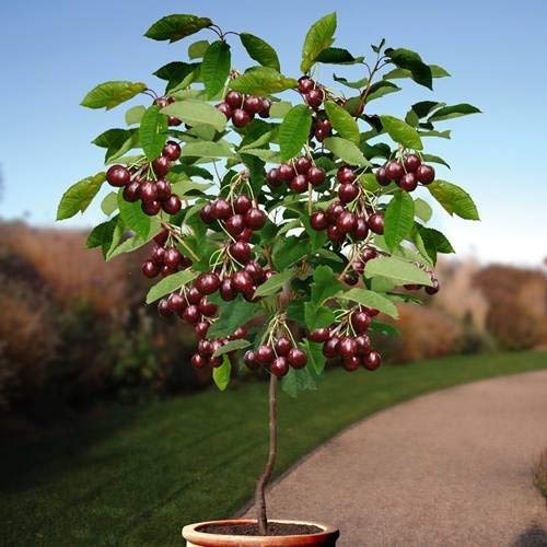 Royal Paradise Garden rare Dwarf Dark Red Cherry Fruit Container Grown Cherry Seeds for Growing (10 Seeds Pack)