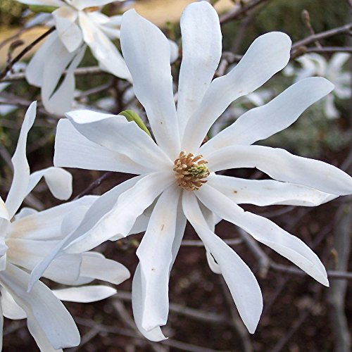 GardenersDream Magnolia Stellata Starry Plant - Outdoor Garden Ready Flowering Shrub - Beautiful Hardy Deciduous Shrub for Gardens and Patios (20-30cm Incl. 9cm Pot)