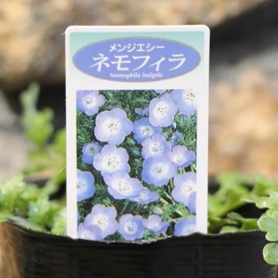 ねもふぃら購入ページ Amazon.co.jp: ネモフィラ ブルー メンジエシー 3号ポット苗 3株