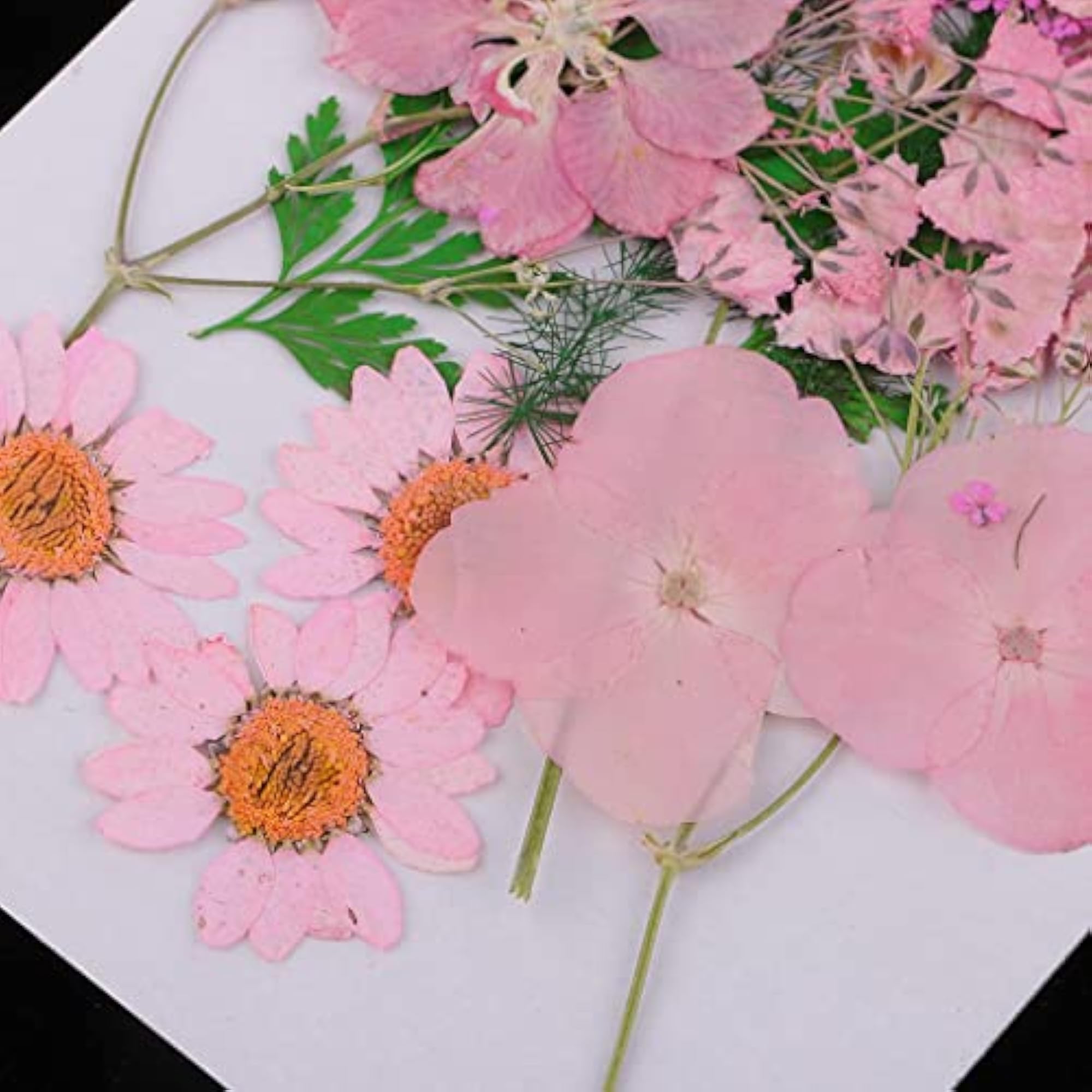 Beautiful Real Pressed Flower Dried Flowers for Crafts