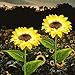 FELISHINE Solar Sunflower Stake Garden Lights, 2 Pack Waterproof LED Outdoor Lights,Large Realistic Flowers for Courtyard, Front Yard Backyard Pathway Patio Porch Walkway