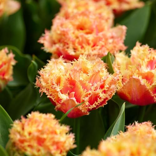 Plant in a Box - Tulipa Brisbane - Bulbos de flor x15 - Tulipán - Rosa - Tulipanes de Holanda