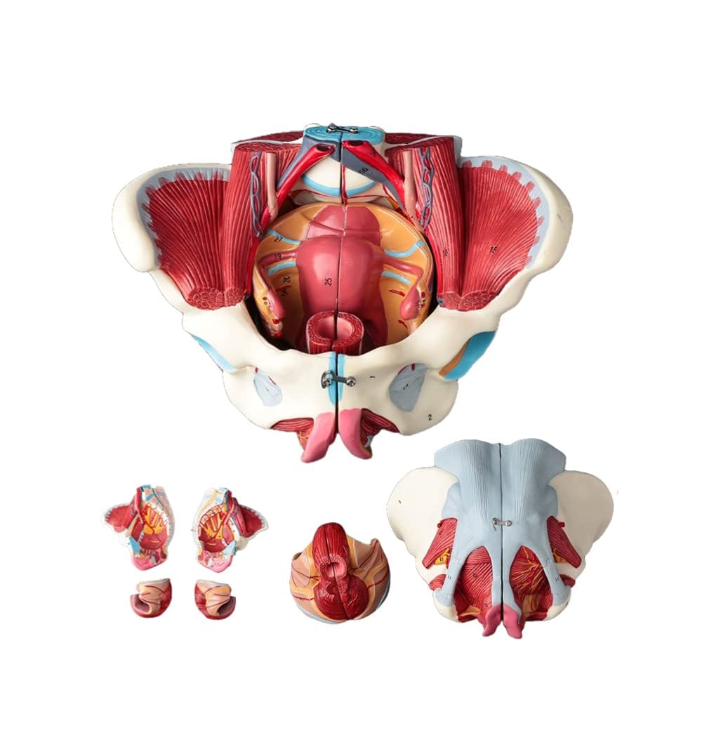 Amazon.co.jp: Ynaioang 女性骨盤モデル骨盤底筋ベルト生殖器