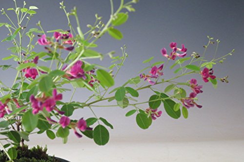 Amazon | 二期咲き屋久島萩（ヤクシマハギ）の鉢植え盆栽 2026初夏開花