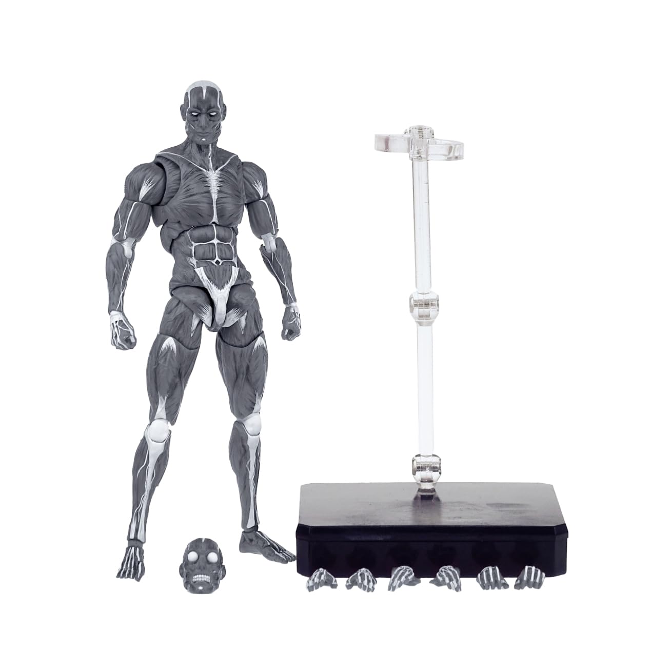 Amazon.co.jp: KEEPGOING Studio 人体筋肉模型 グレー 1/12スケール