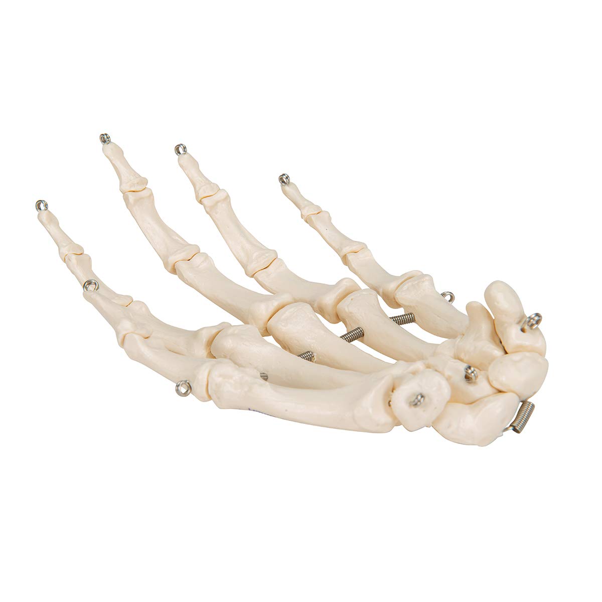 3B Scientific A40/L, A40/R Scheletro della Mano su Filo Metallico + software gratuito di anatomia - 3B Smart Anatomy