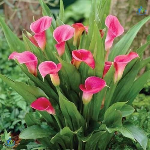 Image of Bigreen Peace Lily Indoor Plant with Pot | Pink Spathiphyllum for Home & Office Decor | Air-Purifying Flowering Houseplant | Low-Maintenance Live Plant for Living Room & Workspace