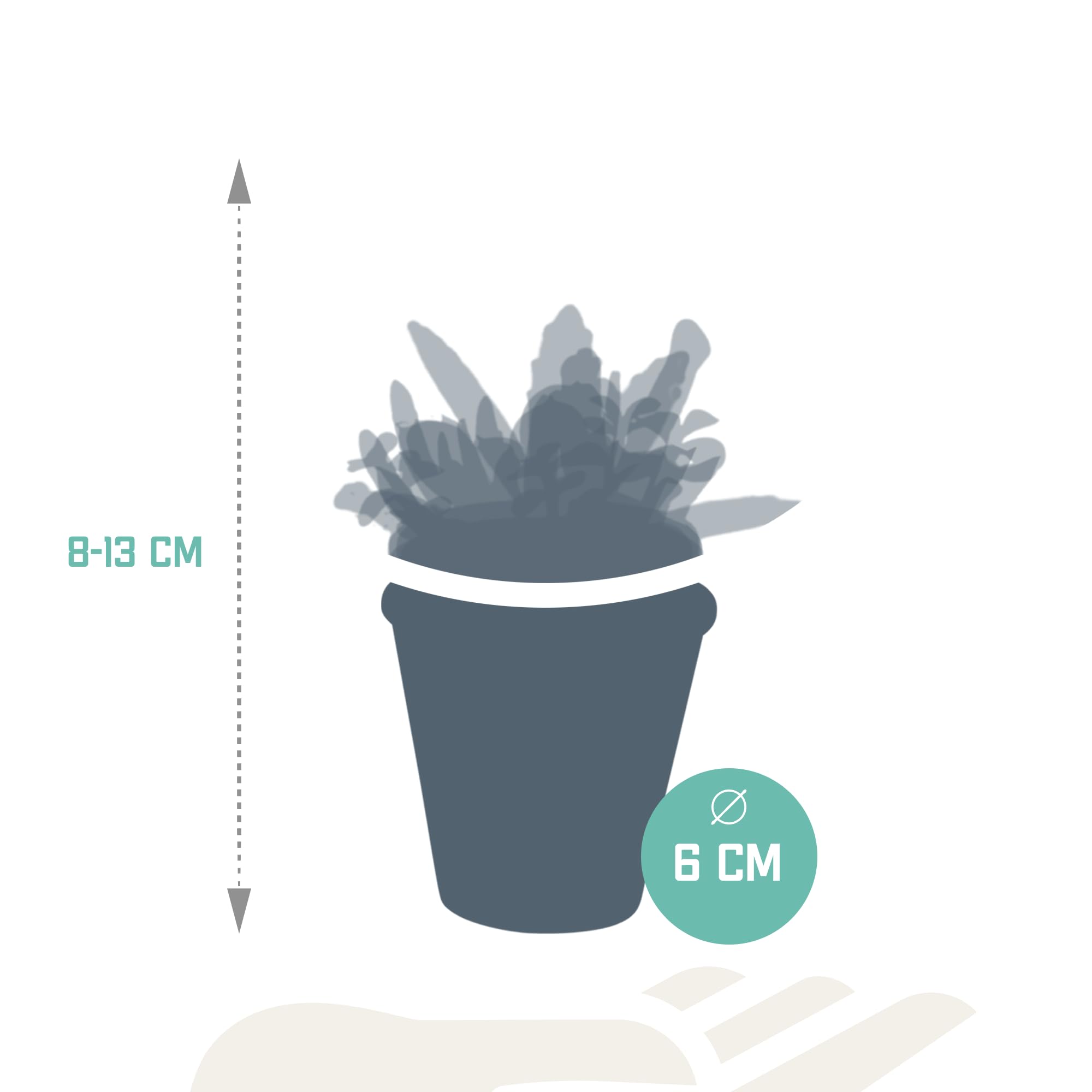 Mezcla de Plantas Suculentas en Maceta de Terracota, Set de 5 Piezas, 5.5 cm