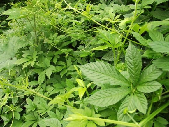 Miniatura 2 de JQ Té suelto Jiaogulan orgánico de siete hojas sueltas 17.6 oz-500g Natural Sweet Stemless Gynostemma Pentaphyllum Hierba Jiao Gu Jan Tea, té de