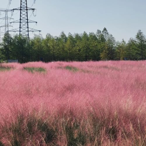 semillas de muhlenbergia capillaris, balcón y jardín, perennes y resistentes. Decoración para rocas de interior 420pcs