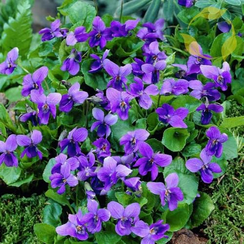 Mixrug 1000+ Viola Seeds -Sweet Violet Flower Seeds for Planting Outdoors Perennial Viola Violets Flower Seed Non-GMO Fragrant Attract Butterflies & Open Pollinated for Home Garden