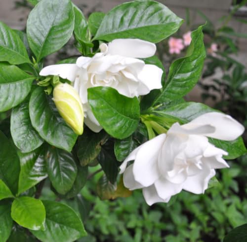 Aceite Absoluto de Gardenia Orgánico Puro Natural 1 mL miniatura 4