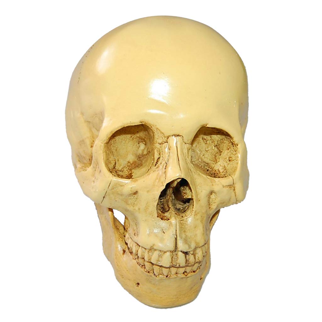 1:1 Realista Replica Cráneo Resina Cráneo Esqueleto Cabeza Modelo