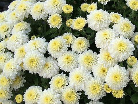 OhhSome Flower Seeds : Mums White Flower Seeds - Kitchen Garden Pack - Eco" (B07Y87VM21) Amazon Price History, Amazon Price Tracker