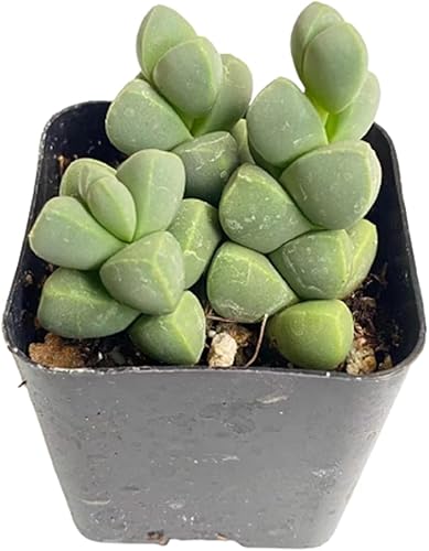 Vista 8 de Plantas suculentas vivas (maceta de 2 pulgadas Echeveria Lovely Rose)