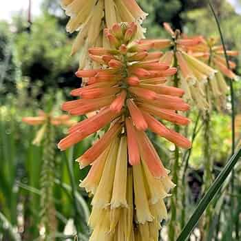 たま トリトマ苗 〜1500円くらいまで わけあり特価）トリトマ（クニフォフィア）：ポコシトロン3号