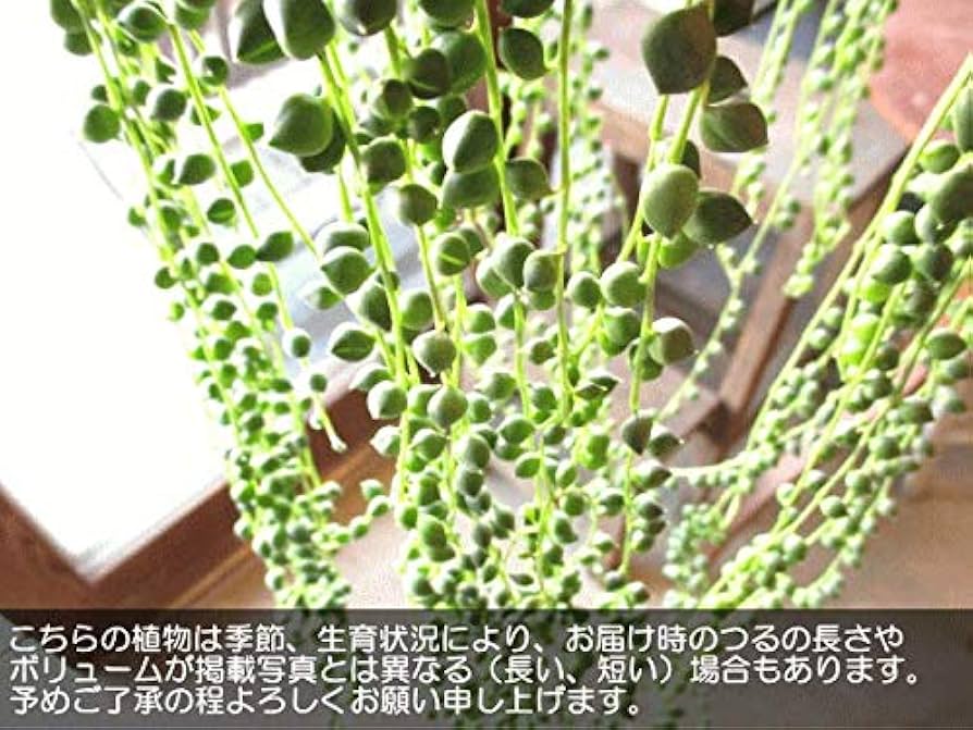 Amazon｜グリーンネックレス 6号吊り鉢 鉢植え 多肉植物