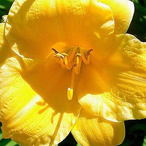 6 x Hemerocallis 'Stella De Oro' - Taglilie Stella de Oro Topf 9x9cm