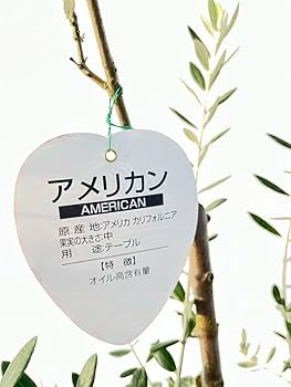 オリーブの木　アメリカン　6号　80cm　NO.156　一点物　希少品種　観葉 Amazon.co.jp: オリーブの木 アメリカン 6号 80cm NO.156 一点物