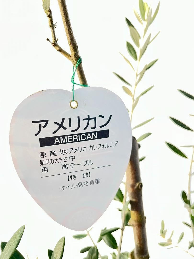 オリーブの木　アメリカン　6号　80cm　NO.156　一点物　希少品種　観葉 Amazon.co.jp: オリーブの木 アメリカン 6号 80cm NO.156 一点物