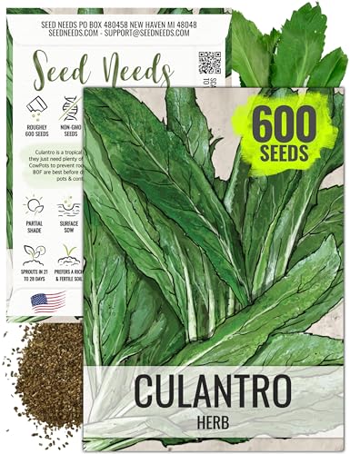 Seed Needs Culantro Seeds for Planting Mexican Coriander - Non-GMO Heirloom & Untreated Culinary/Medicinal Herbs to Grow an Indoor/Outdoor Herb Garden (1 Pack)