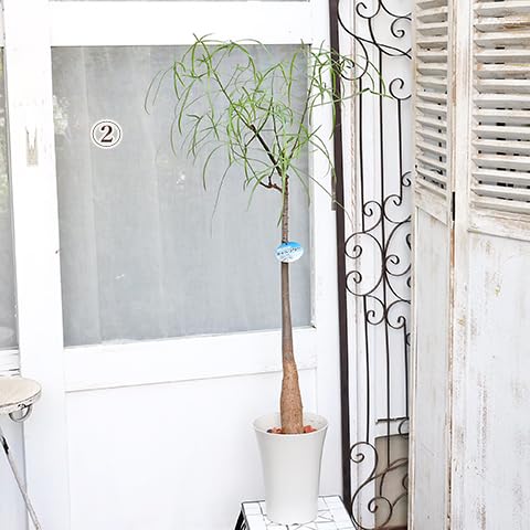 りょむ ✳︎プロフィール必読✳︎　Bottle TREE りょむ ✳︎プロフィール必読✳︎ Bottle TREE Bottle Tree Baby