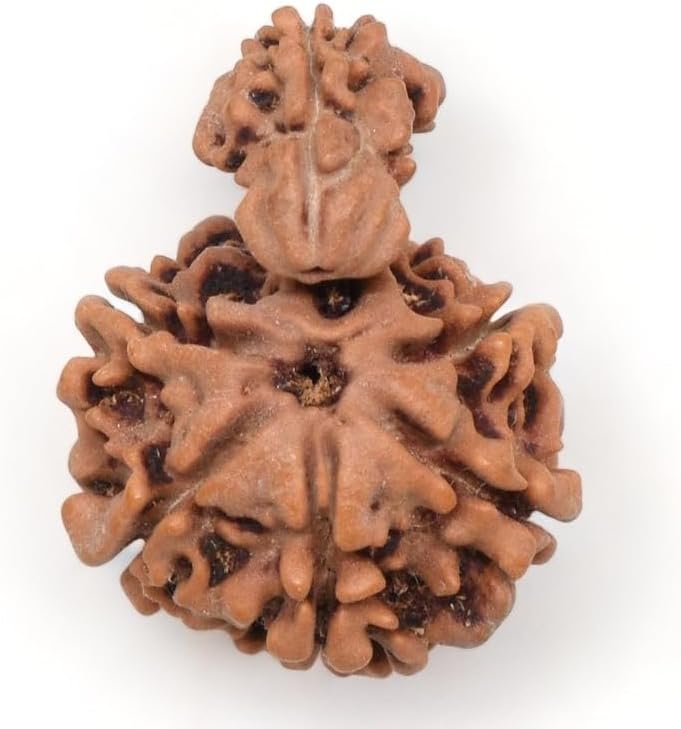 Sawar Rudraksha Original Certified सवार रुद्राक्ष Brown Jap Bead Savar Rudraksha Pendant for Men