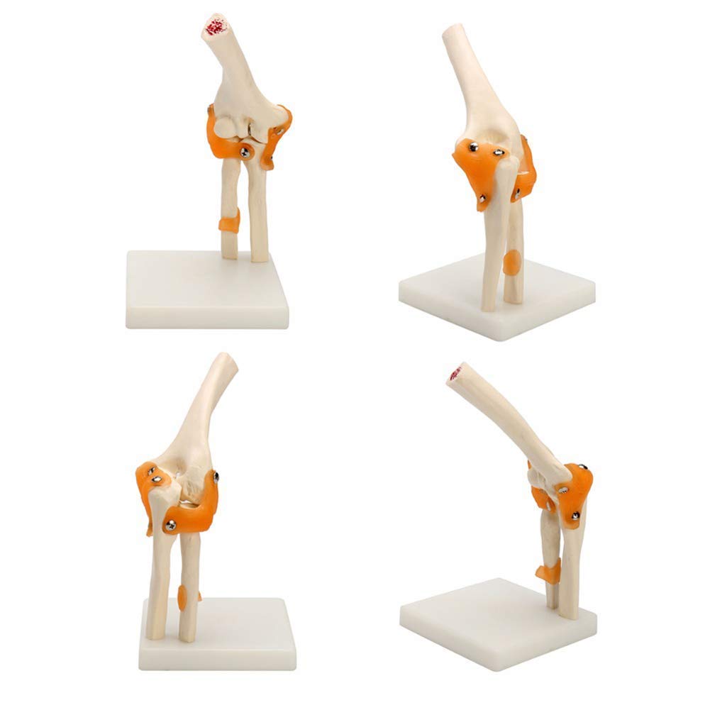 Model anatomiczny ludzki model stawu łokciowego anatomia anatomiczna stawu łokciowego Model medyczny ortopedia medyczne materiały dydaktyczne 12x12x39cm