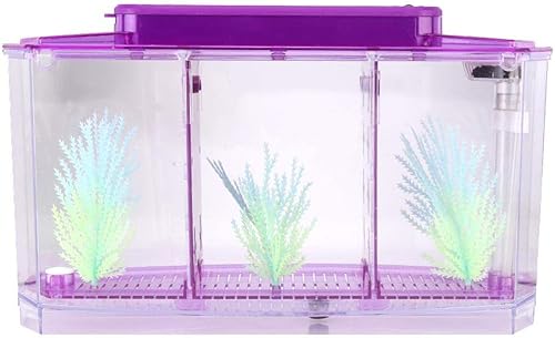 Miniatura 7 de Acuario pequeño de acrílico de tres áreas, mini pecera, para Betta para peces pequeños (morado)