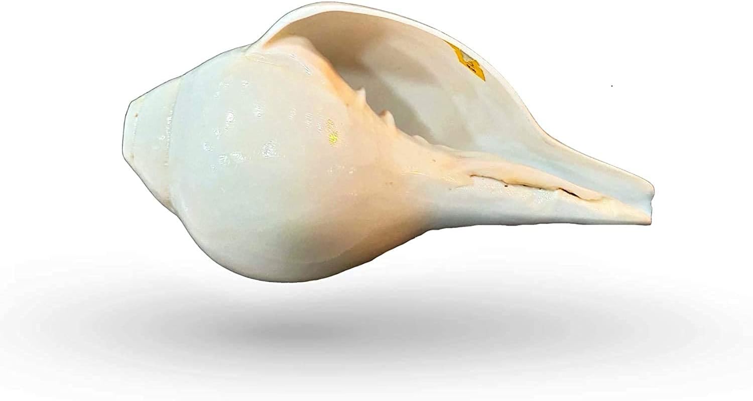 Shankh Blowing Shank Big Size AAA Quality Natural Vamavarti 9 inch with Brass Stand