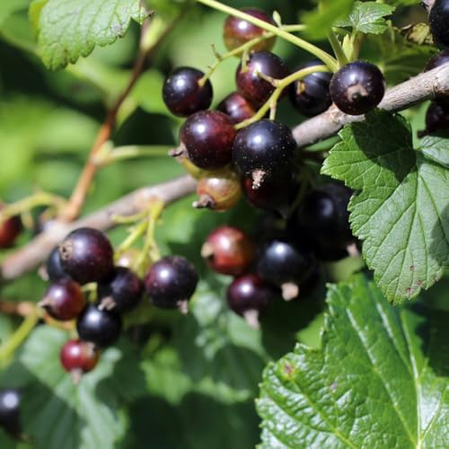 grosella espinosa semillas de grosella espinosa - grosella espinosa - jardín resistentes, jardín perennes resistentes, 300pcs