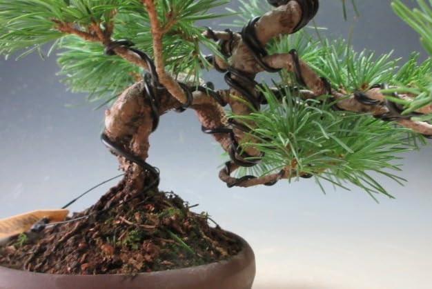五葉松(根上り) 盆栽 五葉松(根上り) 盆栽