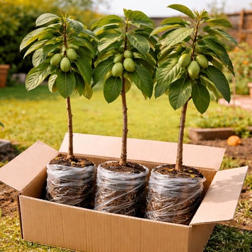 3 Pack Live Pawpaw Trees (Asimina triloba) Hardy Native Fruit Trees Tropical Flavor Fruit Fast Growing Shade Trees for Outdoor Garden & Backyard