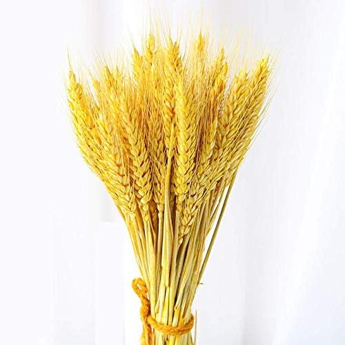 Miniatura 1 de Paquete de 100 gavillas de trigo seco marfil, arreglos de otoño premium, al por mayor, bricolaje, mesa para el hogar, boda, Navidad (amarillo)