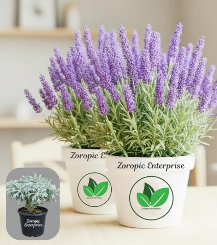 Image of Lavender Live Aromatic Plant with Purple Blooms for Garden Indoor Outdoor Balcony Terrace | Healthy Plant for Natural Fragrance, Relaxation and Greenery Enhancement (Pack of 2)