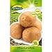 Produktbild Quedlinburger Pflanzkartoffeln Adretta, 10 Stück