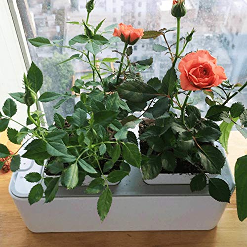 RETYLY BateríA Cultivo Sin Suelo Planta de PláNtulas Kits de ...