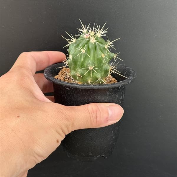 Amazon｜サボテン フェロカクタス 赤鳳 実生｜観葉植物