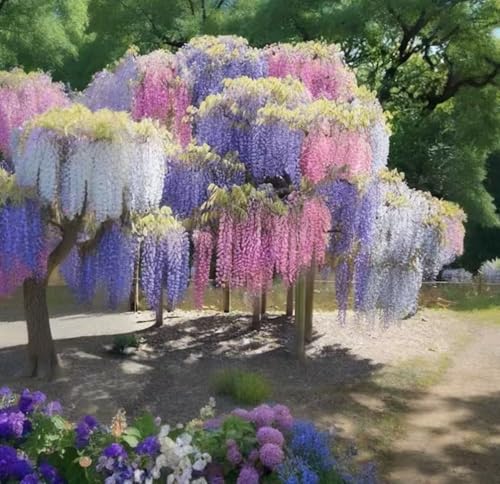 Wisteria Seeds Variety Pack 15 Seeds Total (5 Pink 5 Purple 5 White) Fast Growing Perennial Flowering Vine for Trellis Arbor & Garden Fragrant Climbing Plant Seeds for Outdoor Planting