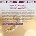 Great River Milling Organic Whole Grain Hard Red Spring Wheat Berries | Hard Red Whole Wheat | High Protein & Gluten | Non-GMO & Kosher | Perfect For Bread, Salad, Pilaf, Bagels & More | 5 Lb