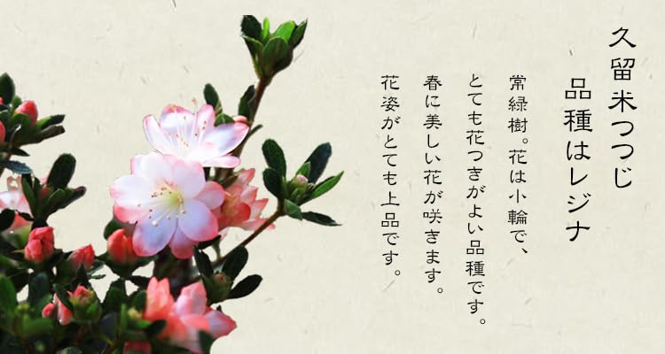 Amazon.co.jp: 小品盆栽：久留米つつじ(信楽焼鉢)*ツツジ躑躅