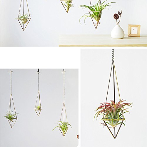 Supporti porta piante per Tillandsia, con cestino