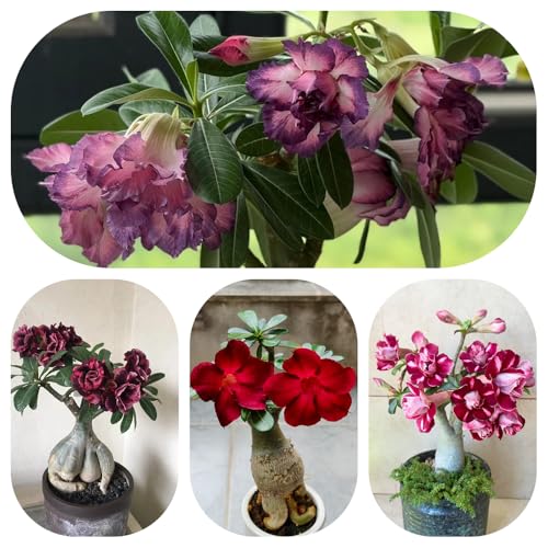 Semillas resistentes de rosa del desierto - Adenium obesum - silvestres balcón 5pcs