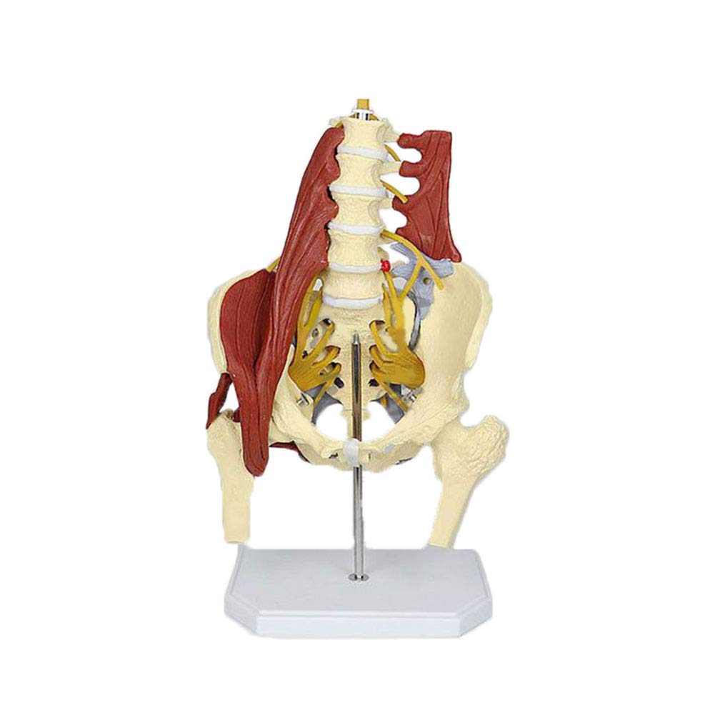 Buy ANATOMY Female Pelvis Model,Pelvic Muscle Models Human Lumbar Spine Model Life Size Adult