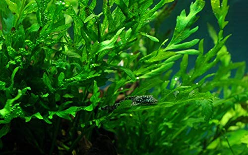 Amazon | 【Tropica・水草】ボルビティス・ヒュデロッティ ※無