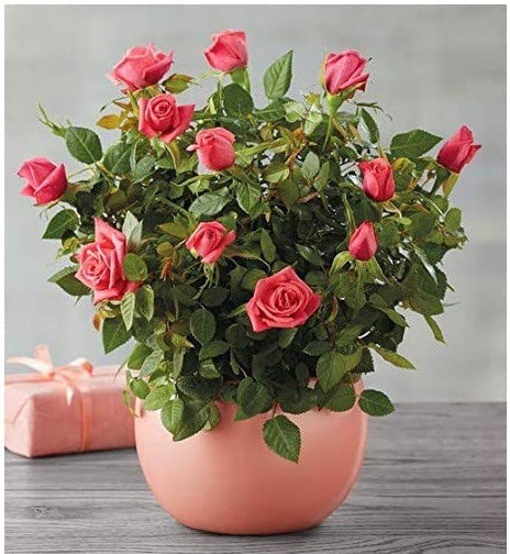 Corofitam_Rose PlantNatural Red Miniature Rose Flower Live/Original PlantNatural Red Miniature Rose Flower Live/Original Plant (B0B3XKQJQV) Amazon Price History, Amazon Price Tracker