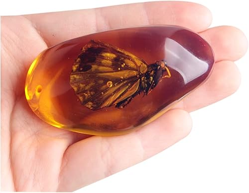 Acxico 1 unidad hermosa ámbar mariposa fósil insectos pulidos manuales