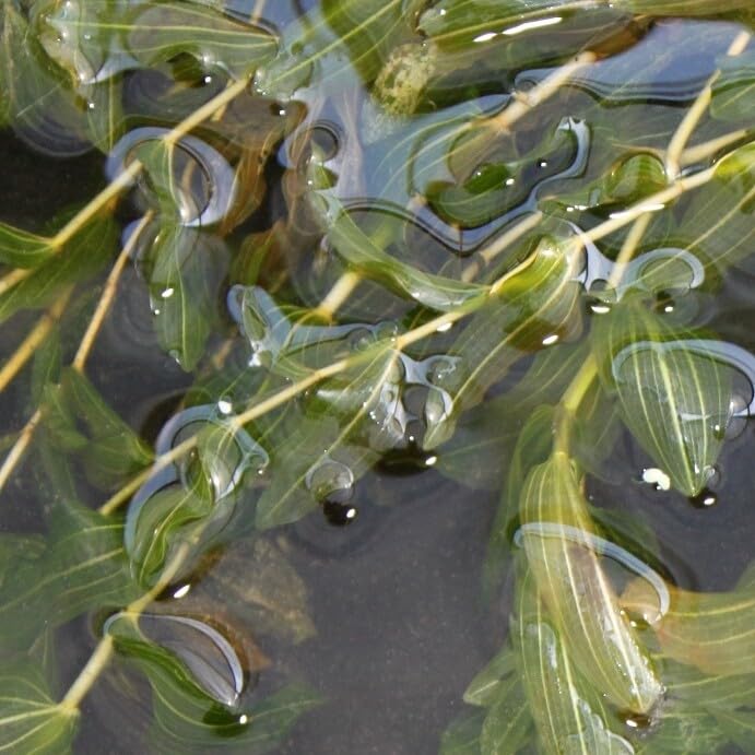 WASSERPFLANZEN WOLFF - Potamogeton perfoliatus, durchwachsenes...