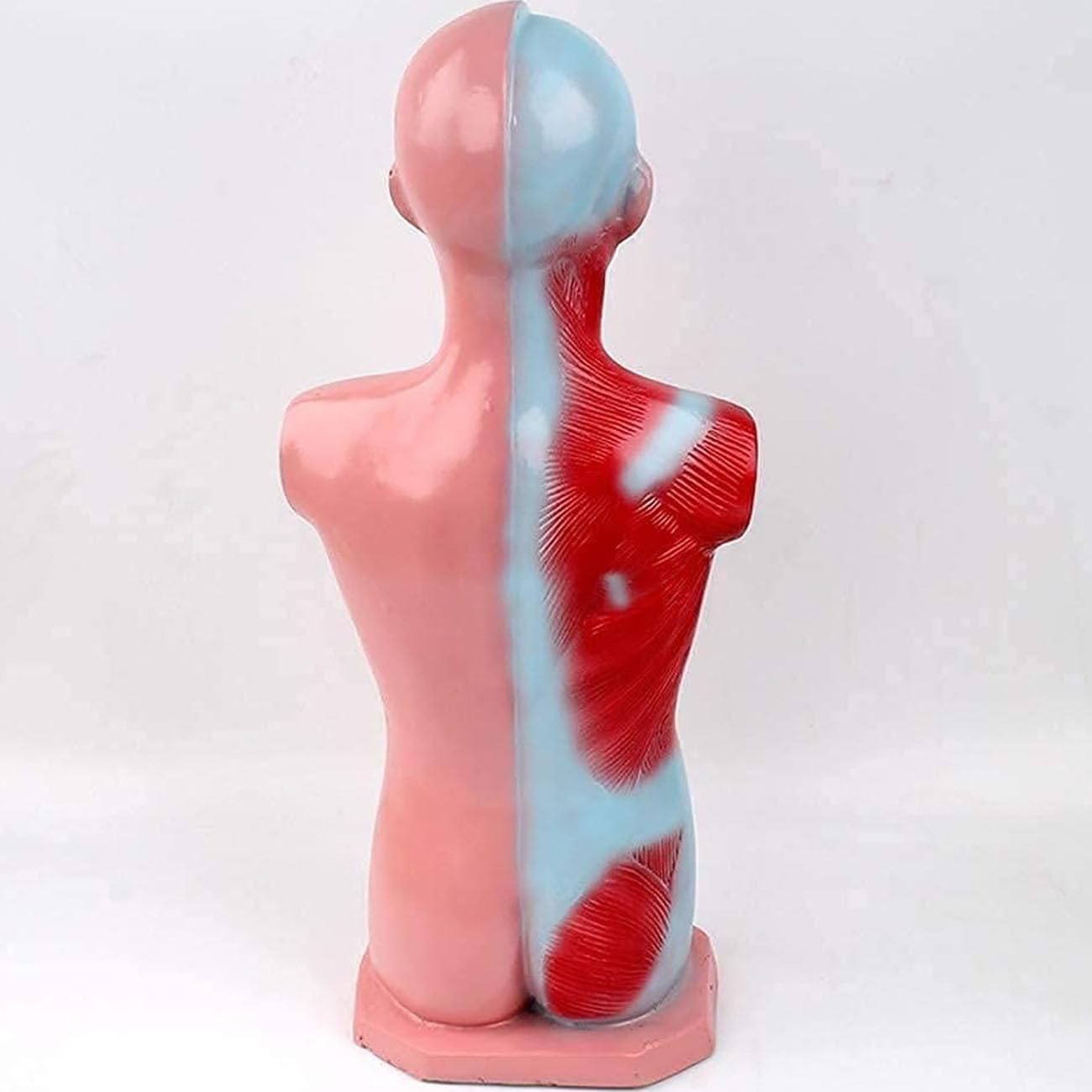 Model Tułowia Dziecka 45 Cm, Miniaturowy Model Anatomiczny Męskiego Tułowia, Wyjmowane Organy I Części Ciała, Materiały Edukacyjne