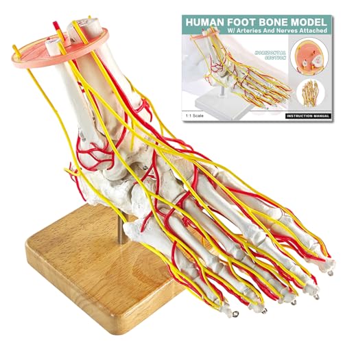 Image of Foot Vascular Arterial Model, Foot Model, Human Size Foot Skeletal Model with Arteries - Detailed Anatomical Structure for Medical Research and Patient Education